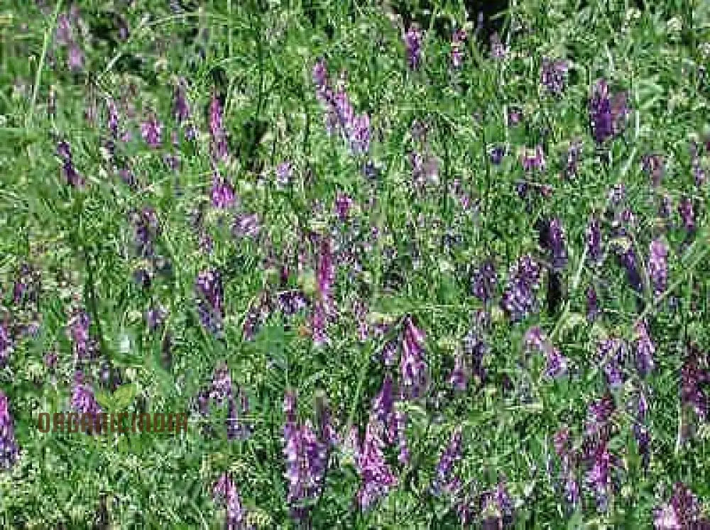 50Pcs Purple Vetch Flower Seeds Fresh Pack Of 50