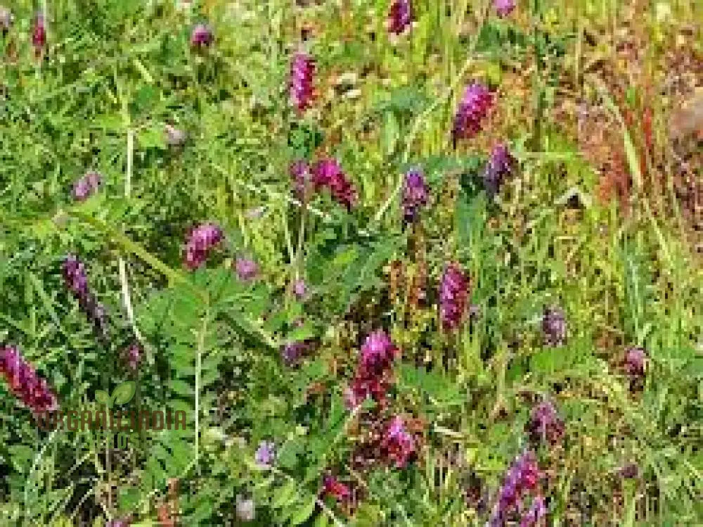 50Pcs Purple Vetch Flower Seeds Fresh Pack Of 50