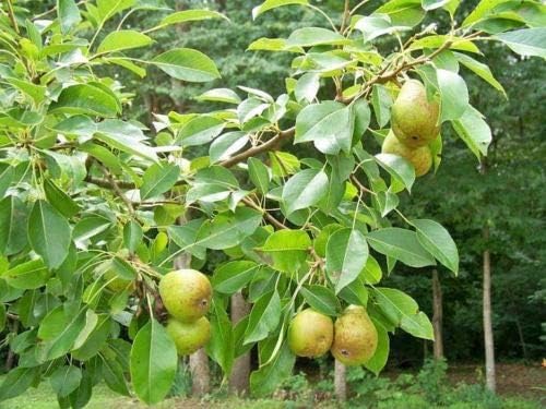 8 Cuttings of Bartlett Pear Trees for Propagation, Cold Hardy Fruit Live Plants (8 Pieces)