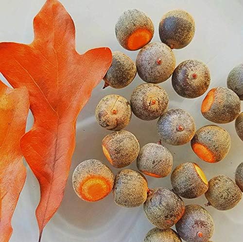 Post Oak Tree Seeds, White Oak Family, Oak Acorns from North Georgia (20 Pieces)