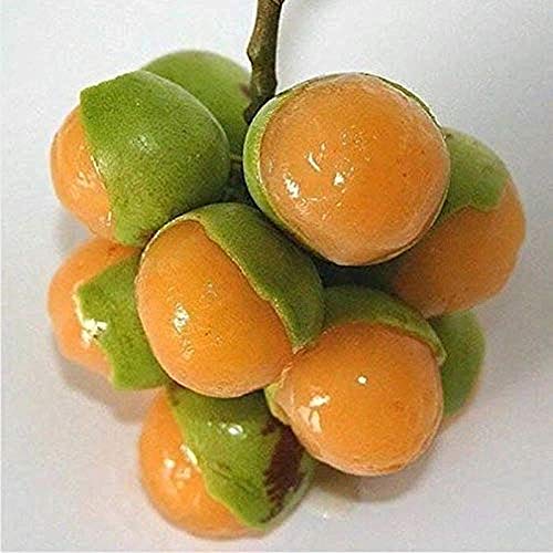 "Lemon Sweet Spanish Lime Seeds, Planting - 100 pcs" - Fruit Seeds