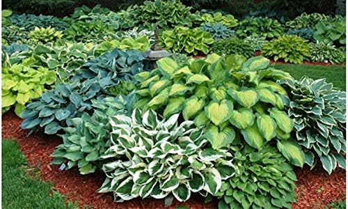 Hosta Perennial Mixed Bare Root Plants – Shade-Loving Garden Favorites