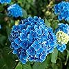 Graines d'Hortensia Bleu - Hydrangea Macrophylla à Grandes Feuilles, Arbuste à Feuilles Caduques Rare et Rustique, Plante de Fleur de Jardin Non OGM