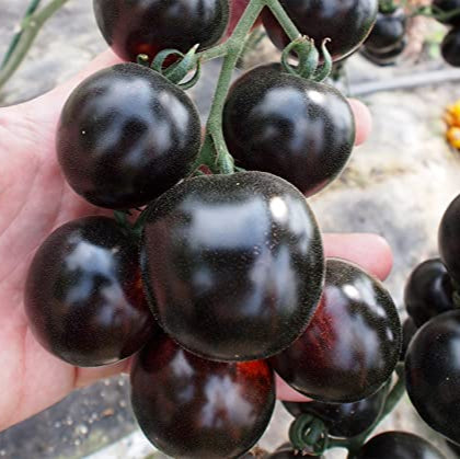 Tomato Peruvianum Seeds for Exceptional Gardening - Buy High-Quality Seeds for Your Garden Today