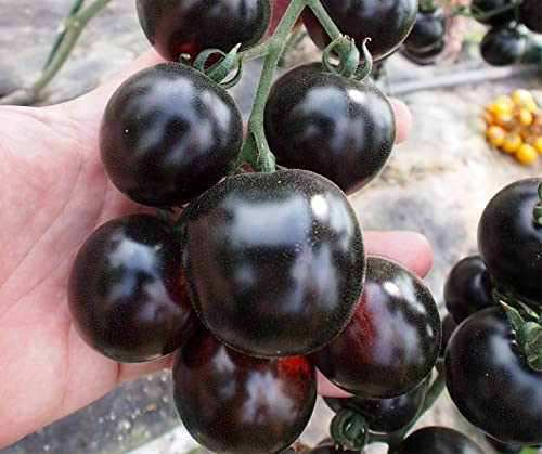 Tomato Peruvianum Seeds for Exceptional Gardening - Buy High-Quality Seeds for Your Garden Today