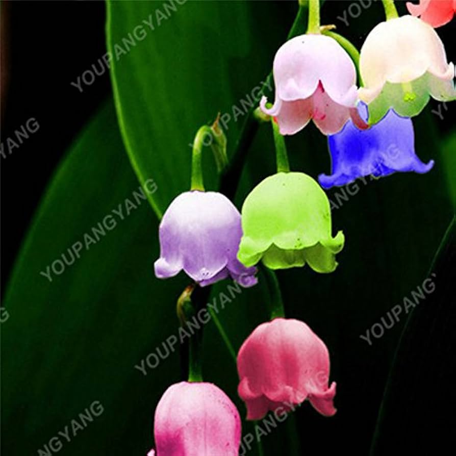 "Bag Bell Orchid Flower Seeds, Planting - 100 pcs" - Flower seeds