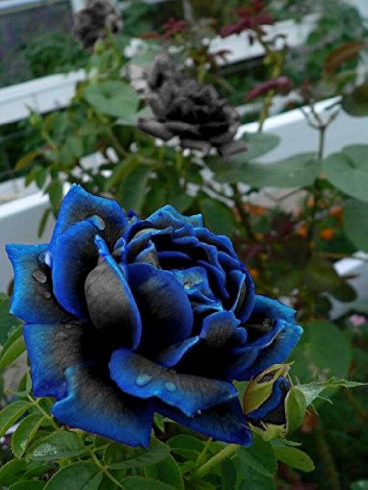 Midnight Supreme Rose Flower Seeds for Planting â€“ 100 pcs - Flower seeds