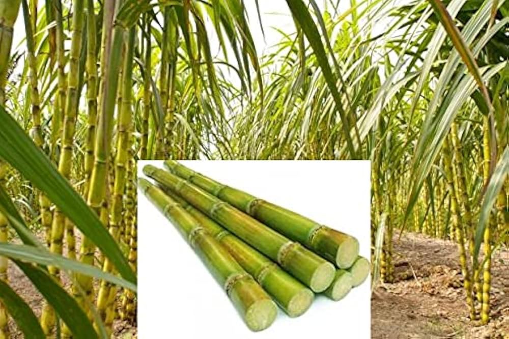 Sugar Cane Plant Seeds - Premium Quality for Garden and Landscaping