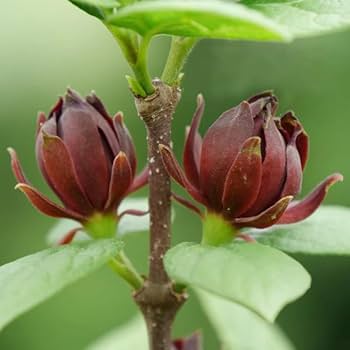 Eastern Sweetshrub/Carolina Allspice/Sweet Betsy Calycanthus Floridus Seeds, 100 Pieces