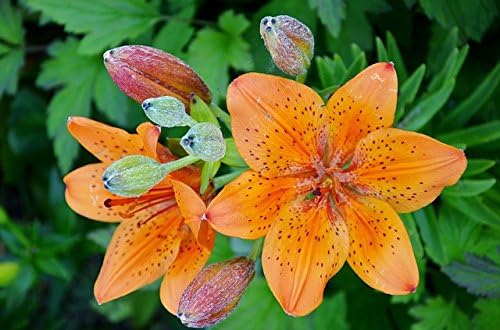 10 Mixed Colors Daylily Seeds | Hemerocallis Day Lily Fine Mix | Red, Purple, and More | 10 Flower Seeds