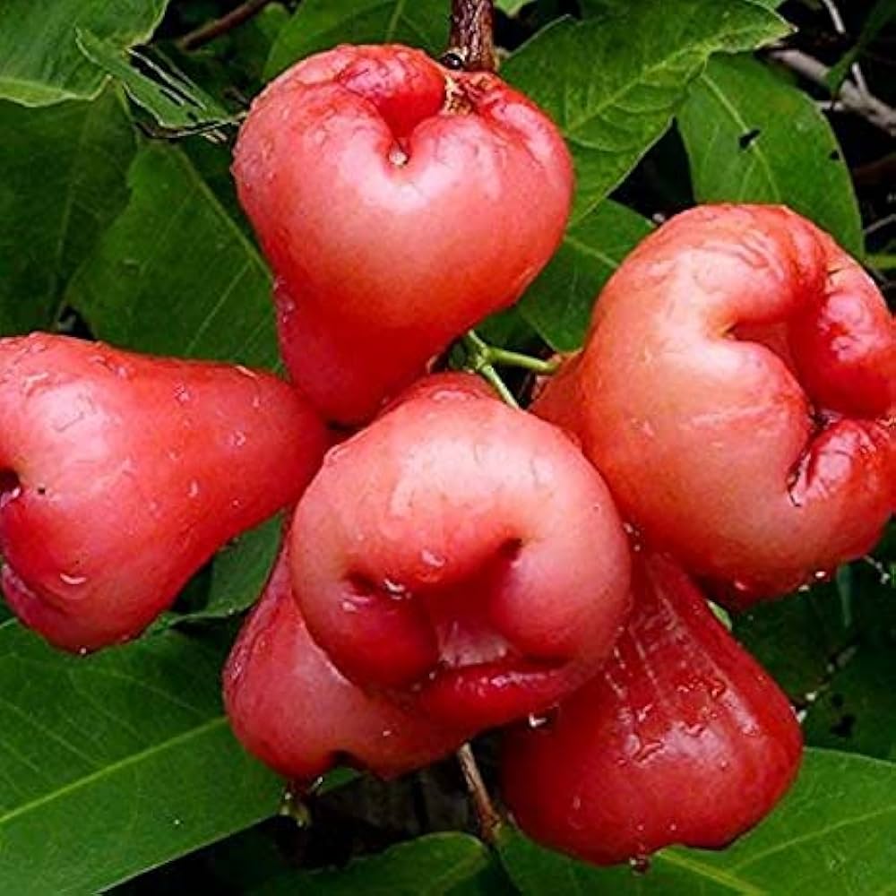 Rose Apple Seeds for Planting - 100 pcs - Fruit Seeds