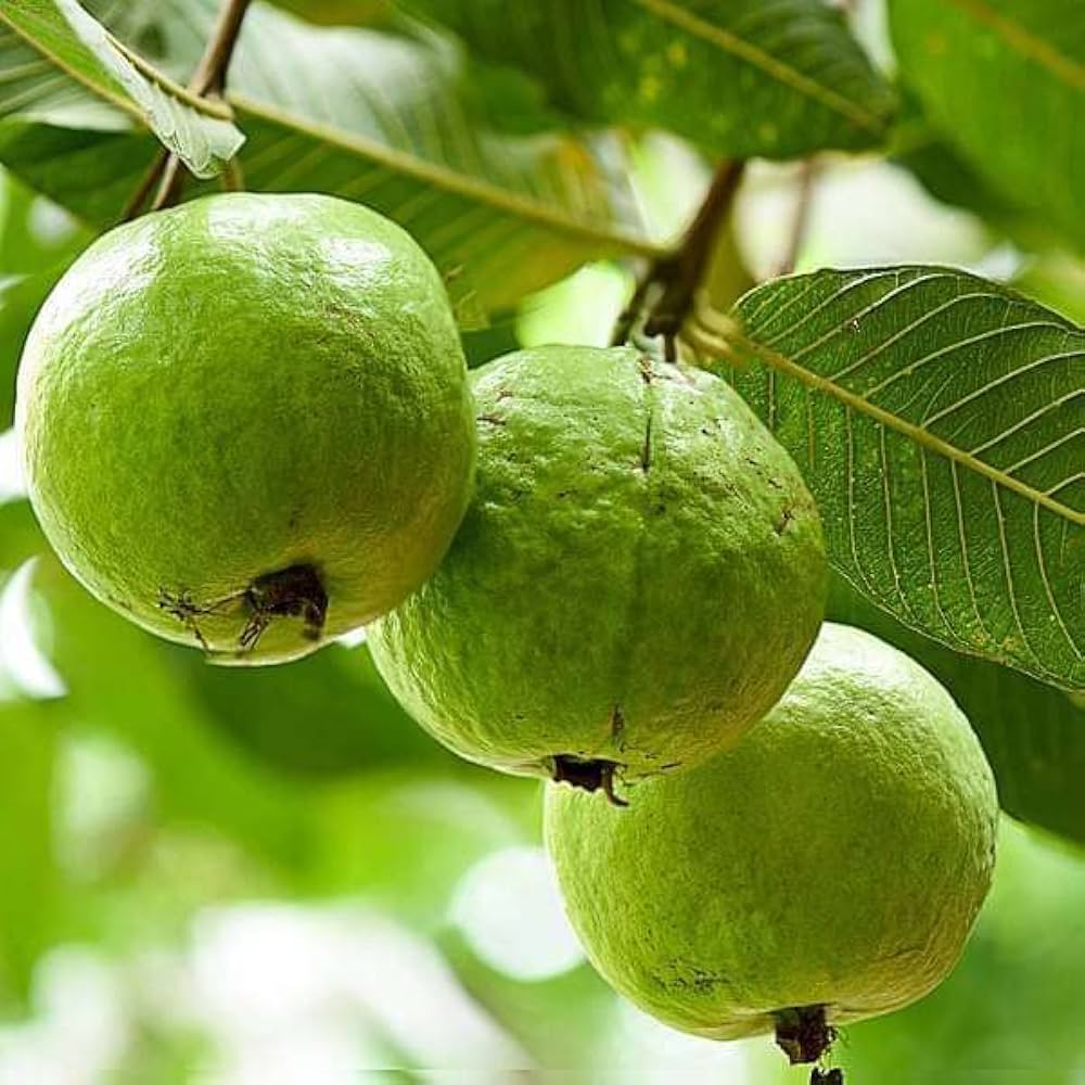 Tropical White Guava Seeds – Sweet & Fragrant Fruit for Planting