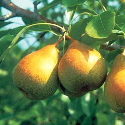 Bartlett Pear Trees for Propagation - Cold Hardy Fruit Live Plant (8 Pieces)