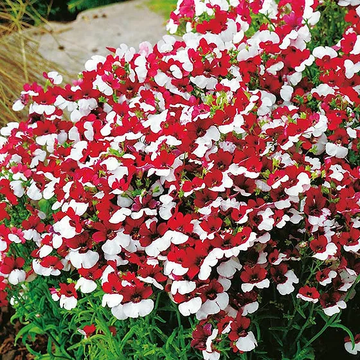 Nemesia Red and White Seeds for Vibrant Planting - Premium Quality Seeds for Lengthy Blooming Seasons