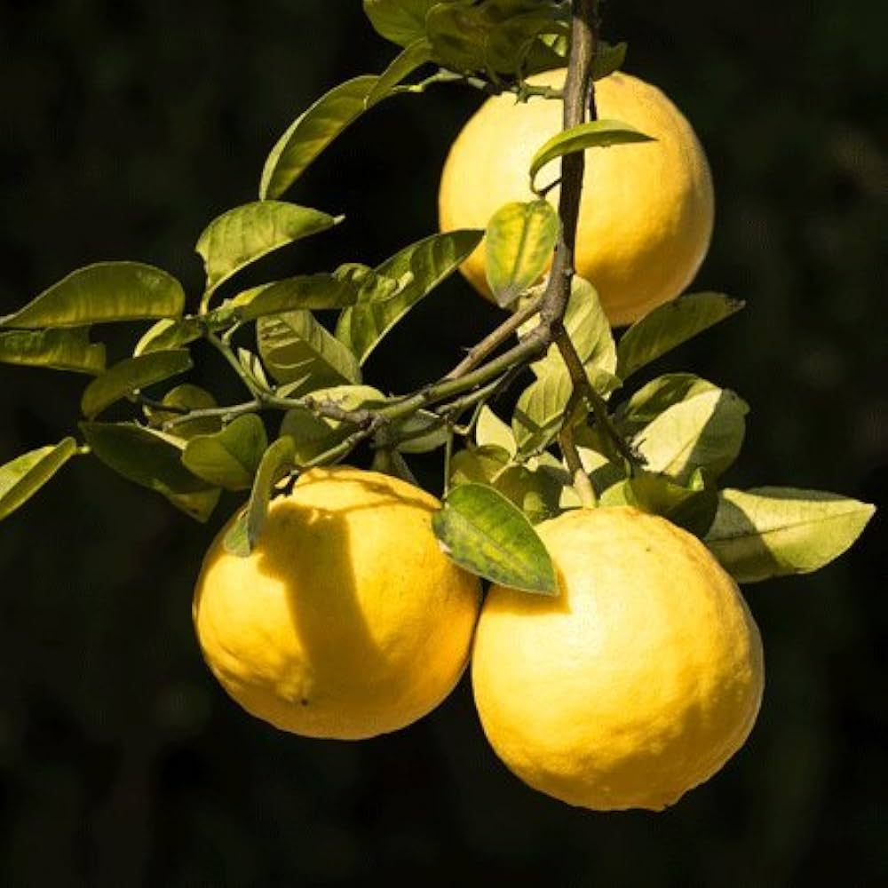 Ponderosa Lemon Seeds for Planting – Grow Large Juicy Citrus at Home