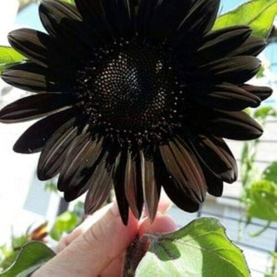 Fresh Deep Black Sunflower Seeds for Garden Planting - 50