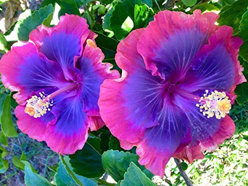 Graines d'hibiscus bleu rose violet - Vivace, résistante aux cerfs, attire les papillons et les colibris, faible entretien pour les plates-bandes, les bordures, les patios, les conteneurs - 20 pièces