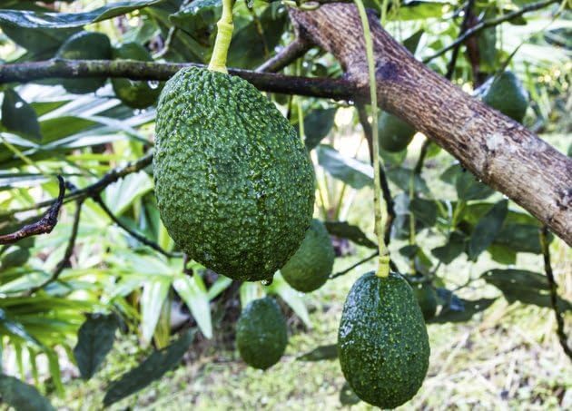 Gesunde Hass-Avocadosamen zum Anpflanzen – 2 bis 3 Fuß hoch – Obstbaum für den Garten – 1 Stück