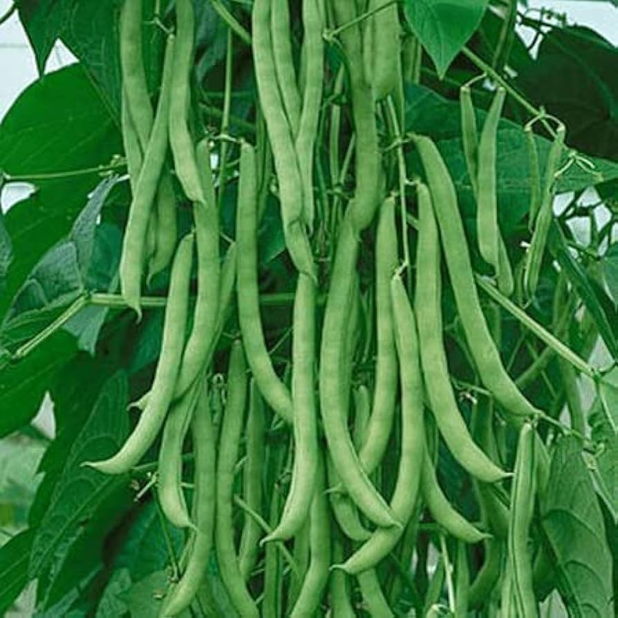 Missouri Wonder Pole Bean Seeds, Premium Pole Bean Vegetable Seeds For Planting