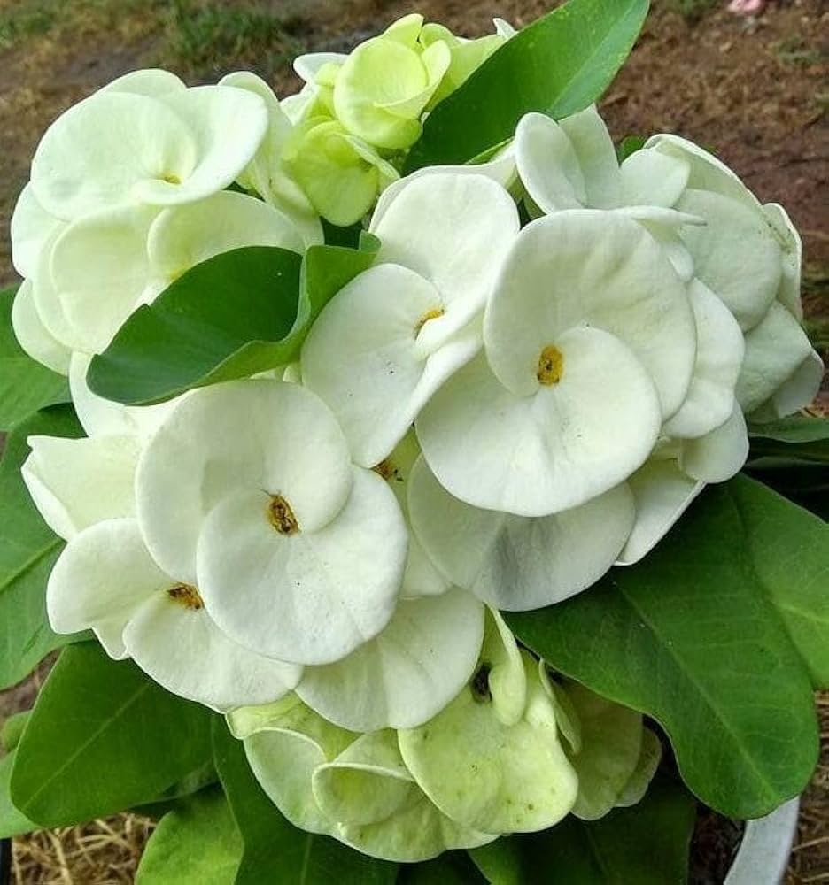 Euphorbia Milii Flower Seeds for Planting - 100 pcs - Flower seeds