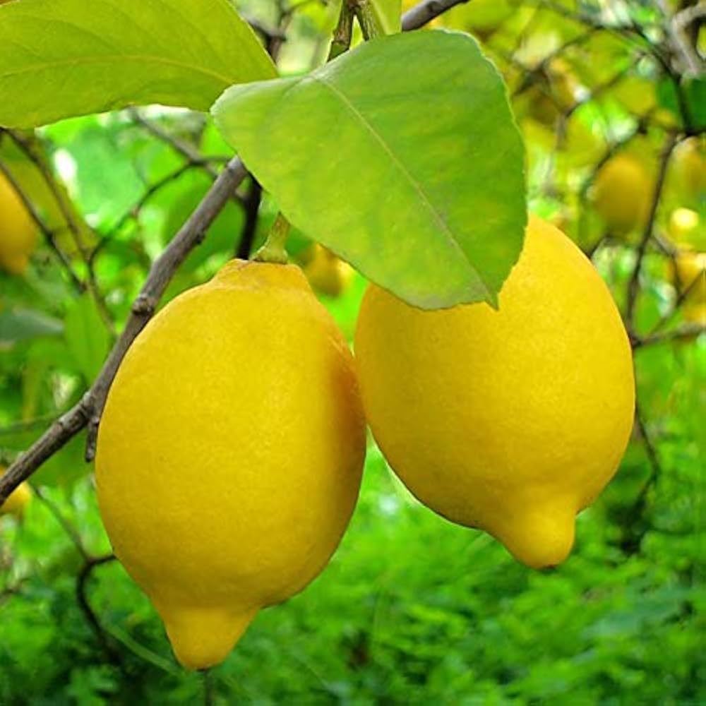 Lisbon Lemon Seeds for Planting – Grow Fresh Citrus Trees at Home