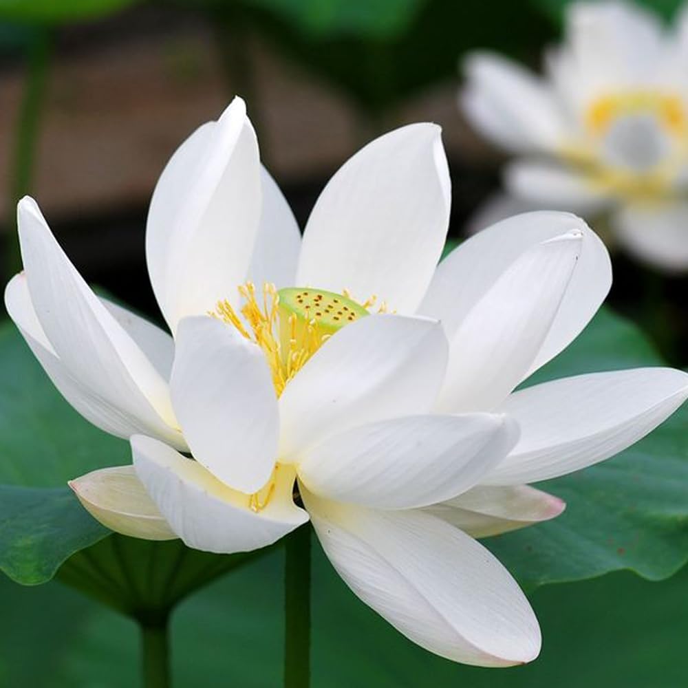 Open Mouth Bonsai Lotus Seeds Water Lily Flower Non-GMO Heirloom Garden Home for Planting - 60 Seeds