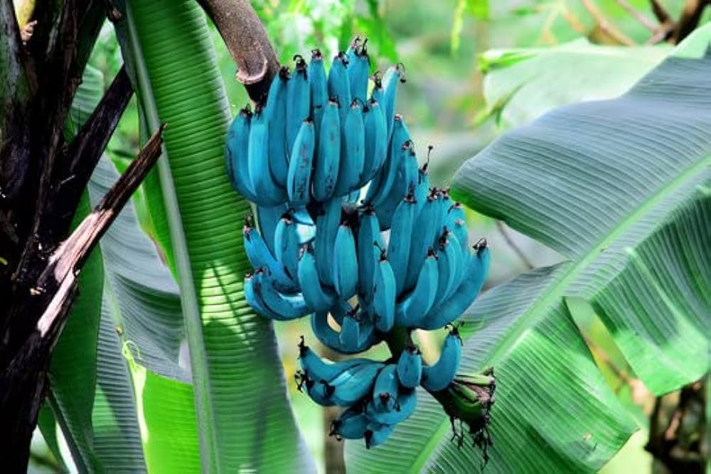 Graines de banane bleue à planter, améliorez votre jardinage avec des graines de bananes exotiques.