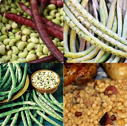 Mississippi Silber Heirloom Pea Seeds, Organic, Planting, 100 pcs - Vegetable Seeds