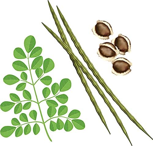 Moringa Seeds Organic PKM1 Variety - Large Size Malunggay, Shobhanjana, Miracle Tree, Drumstick Tree | Non-GMO 50 pcs