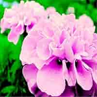 Pink Color French Marigold Seeds for Planting - 100 pcs - Flower seeds