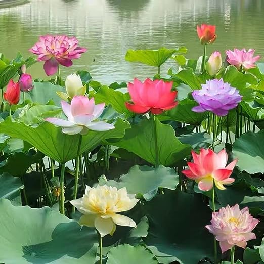 Lotus Flower Seeds for Planting, Comprehensive Guide to Cultivating Exquisite Lotus Blossoms