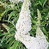 White Butterfly Bush Seeds, Buddleia Davidii Perennial Shrub, Attracts Butterflies, Low Maintenance, Fast Growing, Outdoor Patio Bed - 50 Pcs