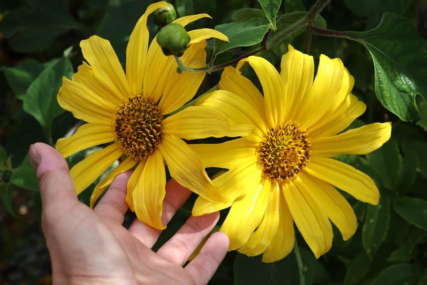 Yellow Mexican Sunflower Seeds | Tithonia Diversifolia | Perennial Flower Seeds to Attract Bees & Butterflies | Ideal for Ornamental Gardens, Beds, Patios | 125 Pcs