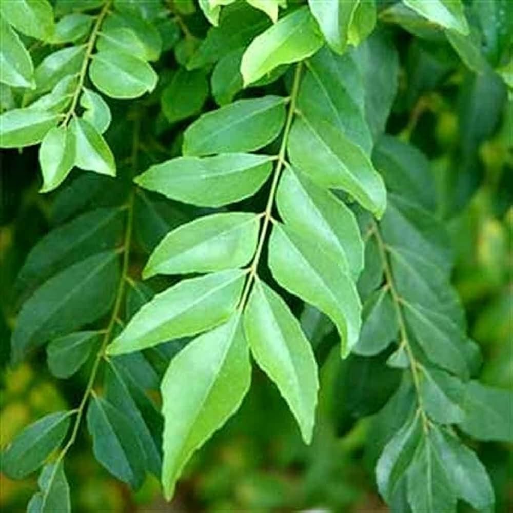 Organic Curry Leaf Vegetable Seeds For Planting, Cultivate Culinary Delight in Your Garden