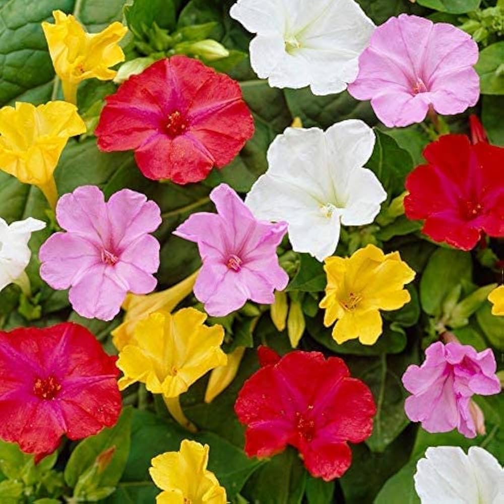 "Mirabilis Four O'Clock Tea Time Mix Flower Seeds, Planting - 100 pcs" - Flower seeds