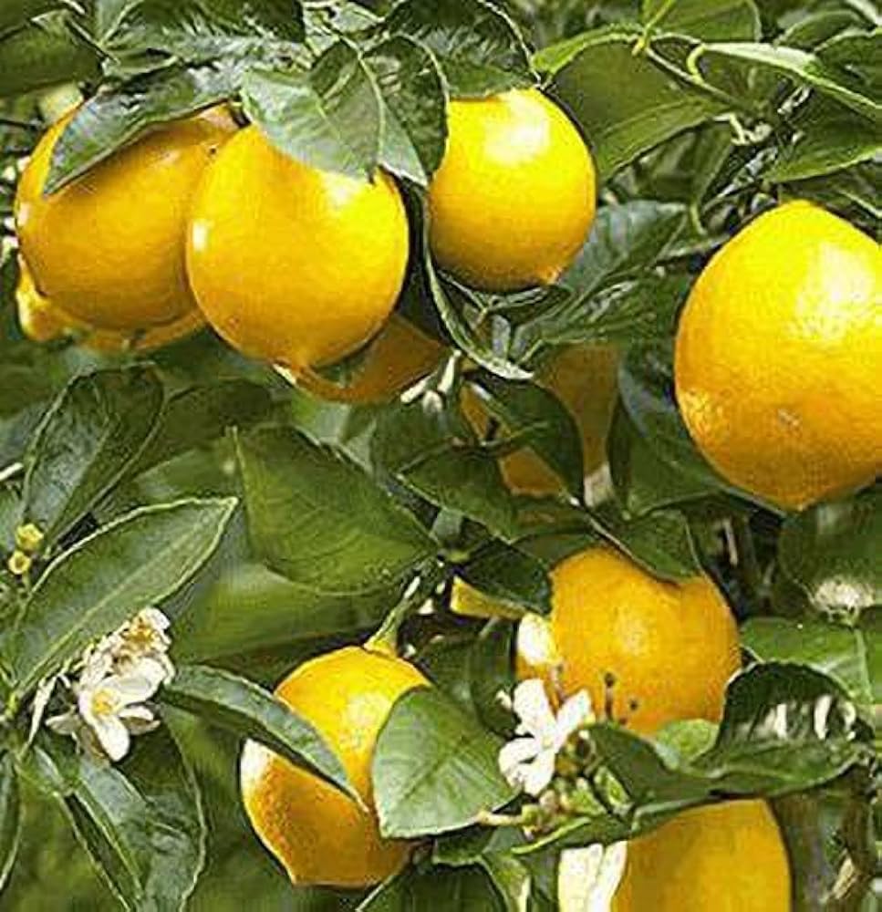 Villafranca Lemon Seeds for Planting – Grow Classic Citrus Trees at Home