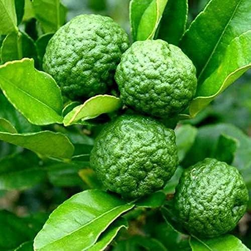 Kaffir Lime Tree Seeds for Planting–Flowering & Fruiting Variety, Guaranteed Quality