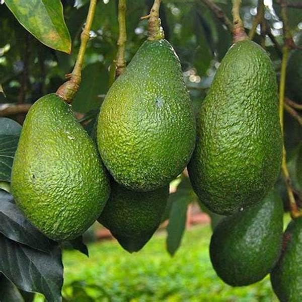 Gesunde Hass-Avocadosamen zum Anpflanzen – 2 bis 3 Fuß hoch – Obstbaum für den Garten – 1 Stück