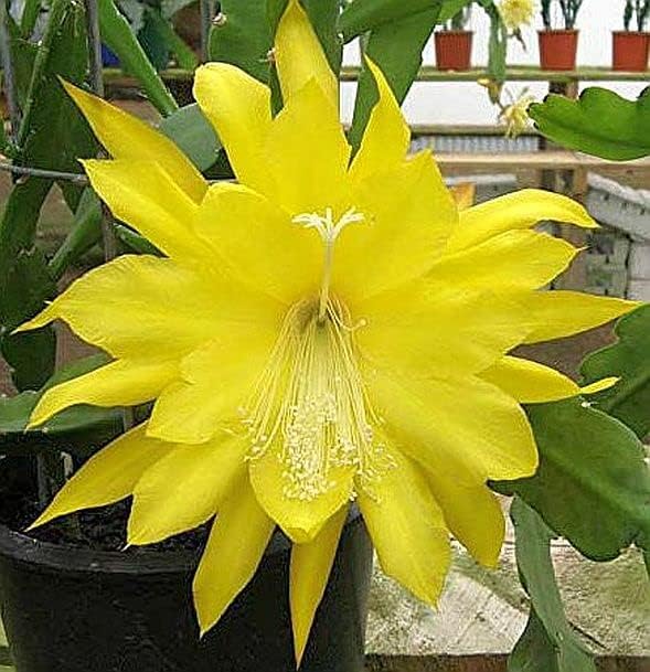 Fresh Stem Cuttings of Epiphyllum Orchid Cactus - Vibrant Yellow Colors | 5 Pieces