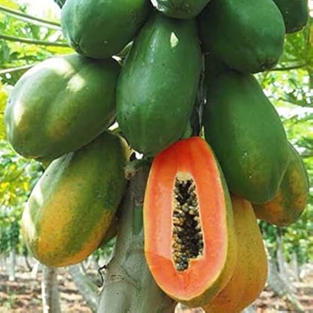 Pusa Dwarf Papaya Seeds for Planting – Compact, High-Yield Variety