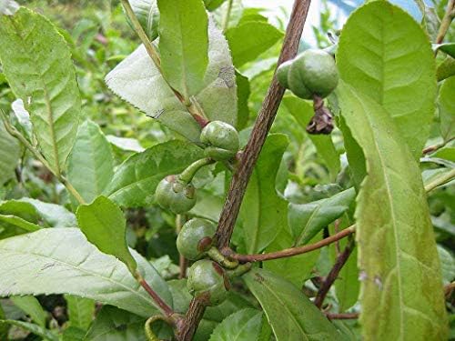 Green Tea Plant Seeds | Camellia Sinensis | Tea Plant, Tea Tree | 25 Seeds for Growing Your Own Tea