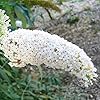 White Butterfly Bush Seeds, Buddleia Davidii Perennial Shrub, Attracts Butterflies, Low Maintenance, Fast Growing, Outdoor Patio Bed - 50 Pcs