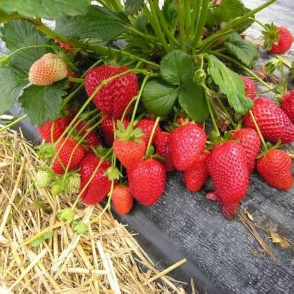 Chandler Strawberry Seeds for Planting – Large, Juicy & Flavorful Berries