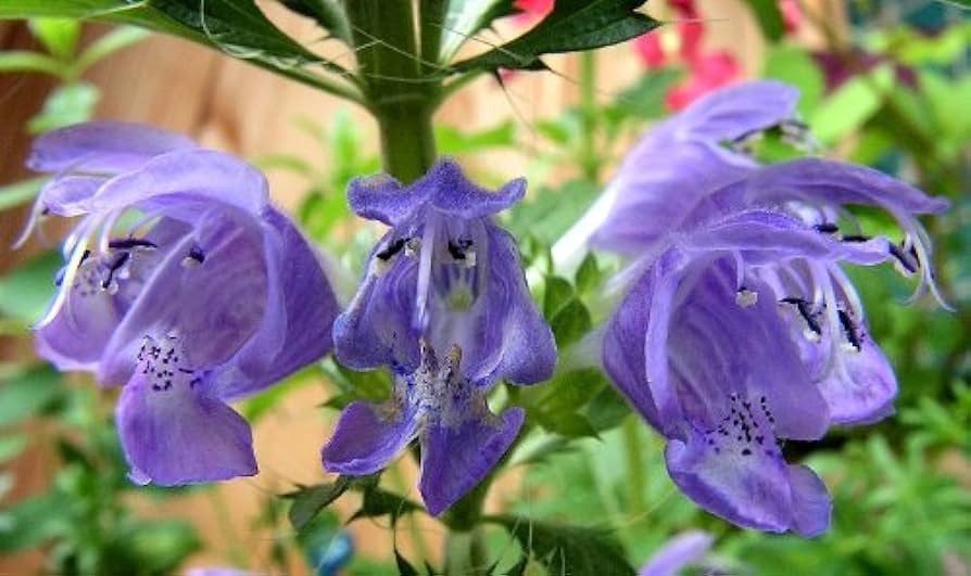 Dragonhead Seeds For Planting: Elevate Your Garden with Unique Blooms and Lush Foliage – Perfect for Gardening Enthusiasts Seeking Exotic and Hardy Perennials