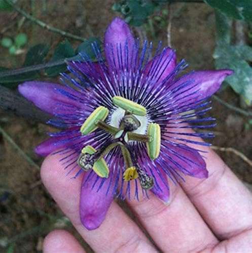 Passiflora Incarnata Seeds - Purple Passion Flower/Maypop, Fast-Growing Perennial Vine, Winter Hardy - 200 Pcs