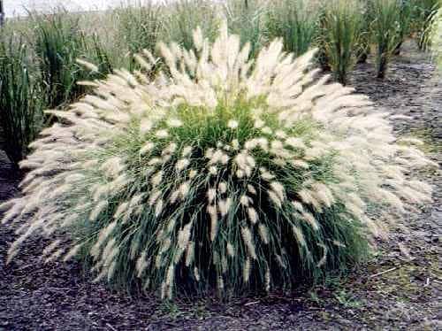 White Fountain Grass Pennisetum Villosum Ornamental Flower Seeds