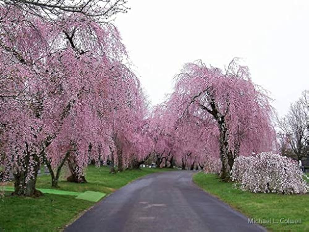 "Pink Willow Weeping Tree Seeds, Planting, 100 pcs" - Plant Seeds