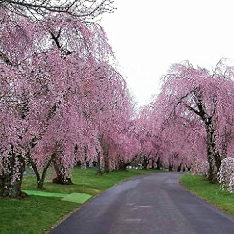 "Pink Willow Weeping Tree Seeds, Planting, 100 pcs" - Plant Seeds