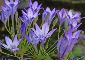 Fabiola Bulbes de fleurs bleu violet Triteleia Queen Spring Starflower Corms pour votre jardin d'été vivace (paquet de 3 bulbes)
