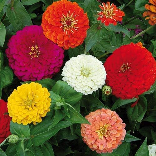 "Rare Variety Heat Tolerant Zinnia Seeds, Planting - 100 pcs" - Flower seeds